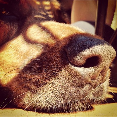 Nariz de cachorro