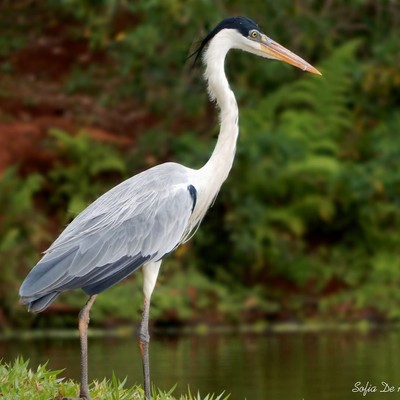 Fotografia - Garça-moura - Ttermas de Araxá em 2019